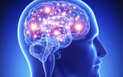 Bases neurológicas o psicofisiología (Malla Psicología, Segundo Semestre)